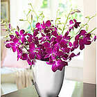 Dendrobium Splendor