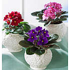 Violets In Ceramic Cachepots