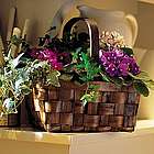 Mixed African Violet Basket