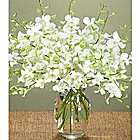 White Dendrobium Orchids