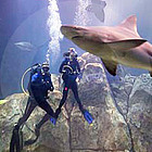 Shark Dive in Camden, N.J.