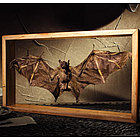 Bat Shadowbox
