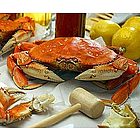 Dungeness Crab