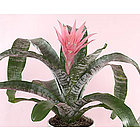 Pink Ribbon Bromeliad