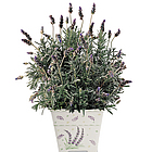 Love for Lavender Plant with Cachepot