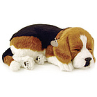 Perfect Petzz- Beagle Puppy