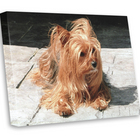 Your Pet Photo on Canvas