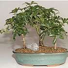 Hawaiian Umbrella Tree - Forest Group