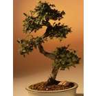 Chinese Elm Bonsai - Large