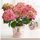 Hydrangea in Jeweled Planter