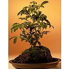 Small Hawaiian Umbrella Bonsai Tree in Lava Rock