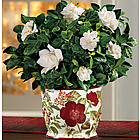 Heavenly-Scented Gardenia in Ceramic Cachepot