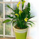 Chartreuse and Silver Calla Lily in Ceramic Cachepot