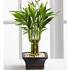 Single Layer Lucky Bamboo