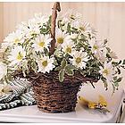 Delightful Daisies