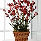 Shades of Autumn Plant