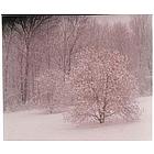 Snowy Magnolia Fine Art Print