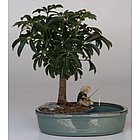 Hawaiian Umbrella Tree with Water Pot