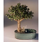 Baby Jade with Water Pot