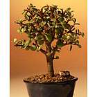 Baby Jade Bonsai Tree - Small
