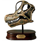 Brachiosaurus Skull Model with Solid Wood Base