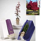 Japanese Red-Leaf Maple Condolence Gift Tree