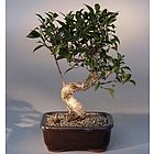 Taiwan Ficus with Curved Shaped Trunk