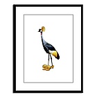 Yellow Crested Crane Framed Print