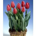Red Tulip Basket