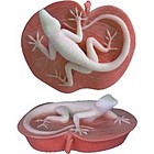Anole Lizard Figurine in Fossil Coral