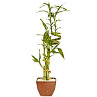 Curved Lucky Bamboo