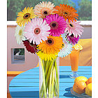 Gerbera Daisies