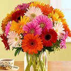 Colorful Gerbera Daisies