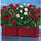 All-Occasion Rose Garden