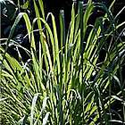 Thai Lemon Ornamental Grass