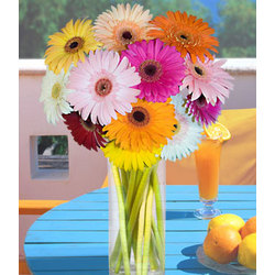 Gerbera Daisies
