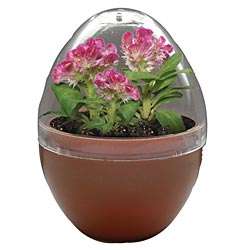 Micro Terrarium: Grow Your Own Brain Plant