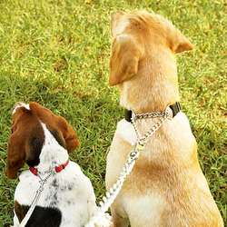 Martingale Training Collar