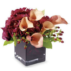 Calla Classique